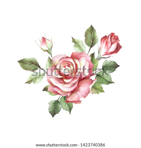 Roses and buds bouquet. Isolated on white background for your design. Watercolor illustration.