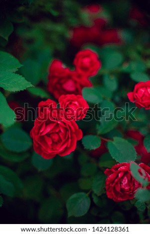 bush of red roses grow in the summer garden