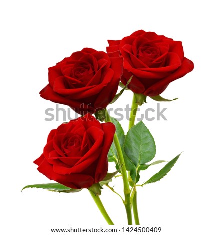 Red rose flowers isolated on white background 
