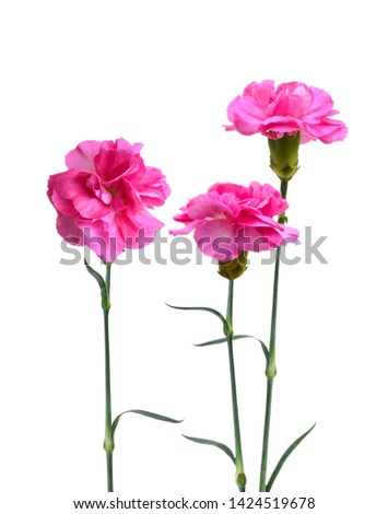 A long pink carnation flowers on white 
