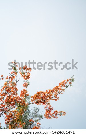 Orange flowers bloom on the tree and copy spac