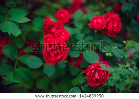 bush of red roses grow in the summer garden