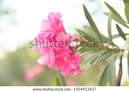 Beautiful of Oleander flower(Oleander Nerium) with bokeh background. 