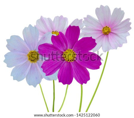 Bunch of colorful cosmos flowers isolated on white