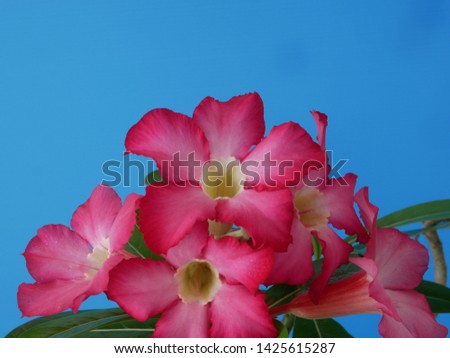 Adenium  : Azalea flowers are a colorful species of flowers. It is easy to grow. Resistant to extreme drought The Desert Rose. (Blue background)