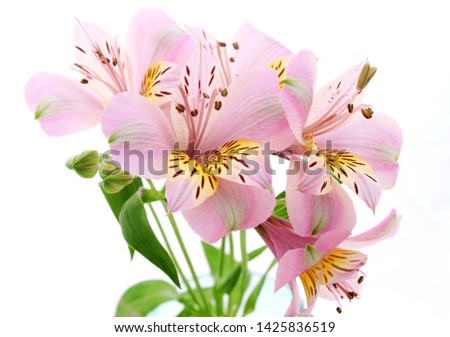 
beautiful graceful flowers on a white background