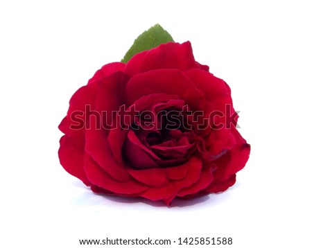 beautiful roses in a bouquet for a gift
