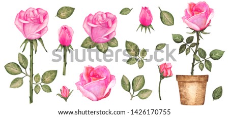 Watercolor pink roses flowers, leaves, bud, petal, flower pot set. Isolated on a white background. Hand painting on paper