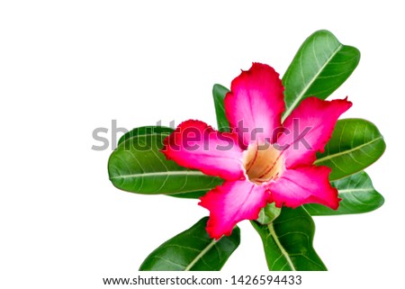 Adenium or desert rose flower is medicinal herbs. (Impala Lily, Mock Azalea, Pink adenium). Isolated white background. (clipping path).