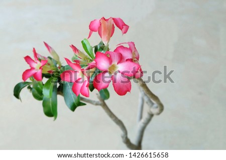 beautiful Pink Bigononia or Desert Rose (tropical flower) 