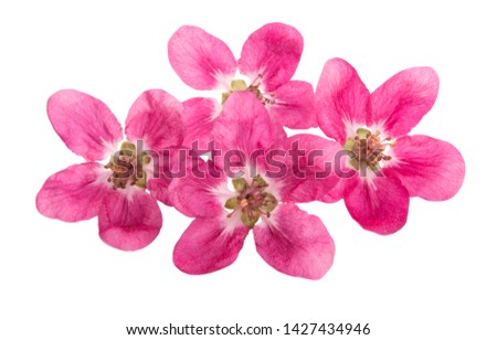 red apple flowers isolated on white background