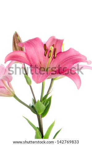 Beautiful pink lilies isolated on white background.