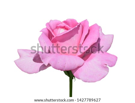 Beautiful pink rose  isolated on white background. 