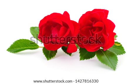Three beautiful red roses on a white background.