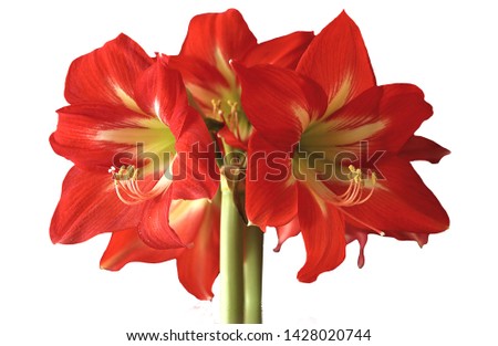 red close up flower isolated on white, top view