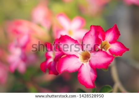 Pink bignonia flowers or Adenium flower,Adenium multiflorum, Desert Rose on tree .beautiful pink azalea flower in garden. Fresh pink flower for background