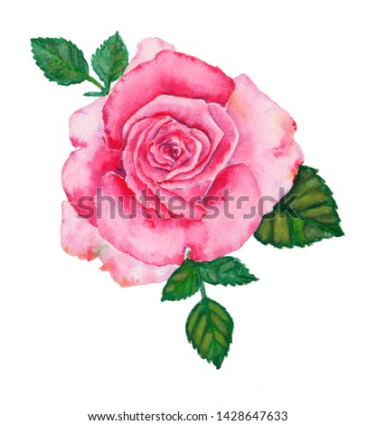 Rose painted with watercolor on a white background