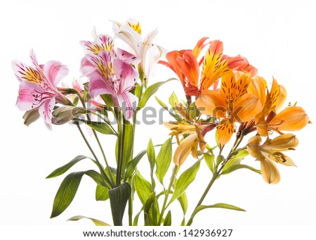  A bunch of wonderful alstroemeria flowers