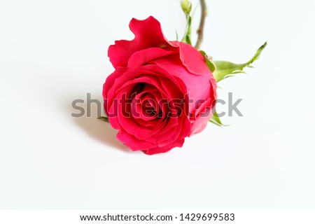 Single red rose with green leaves.