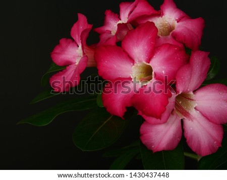 Adenium  : Azalea flowers are a colorful species of flowers. It is easy to grow. Resistant to extreme drought The Desert Rose. (Black background)