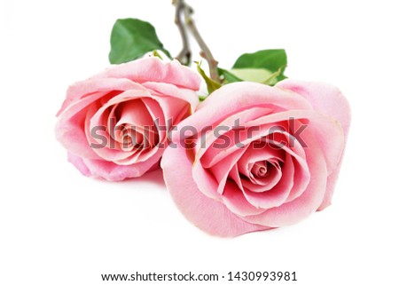 beautiful two pink roses isolated on white background, two roses lie on white
