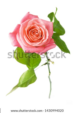 beautifiul rose isolated on white background