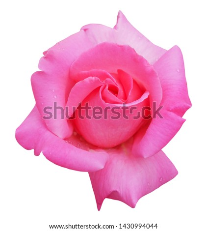 beautifiul pink rose isolated on white background