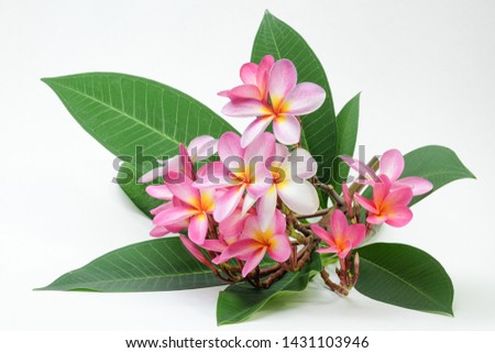 Pink yellow and white Flower bouquet of Plumeria, Frangipani, Temple Tree and leaf on white background.