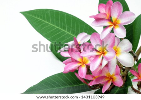 Pink yellow and white Flower bouquet of Plumeria, Frangipani, Temple Tree and leaf on white background.