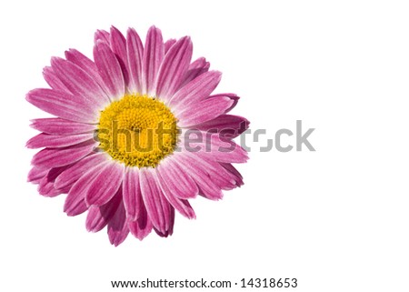 Red gerbera on a white background with copy space