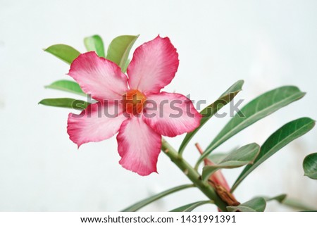 Desert Rose Flower Color Pink