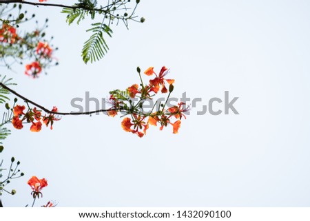 Orange flower on  copy space,Plants in Asia