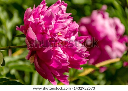 The Surrounding Area Of Vsevolozhsk. Flowering peonies near the temple.  