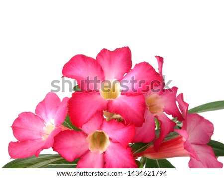 Adenium  : Azalea flowers are a colorful species of flowers. It is easy to grow. Resistant to extreme drought The Desert Rose. (White background)