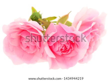 Pink rose flower on branch and leaf isolated on white background.