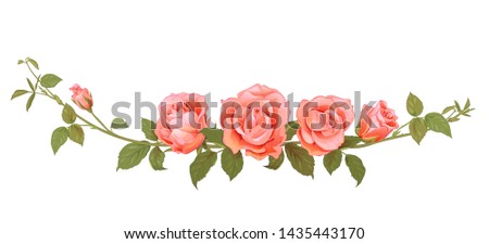 Panoramic view bouquet of roses. Horizontal branches with pink, red, terracotta colored flowers, bud, green leaves, white background. Illustration in watercolor vintage style, frame for design, vector