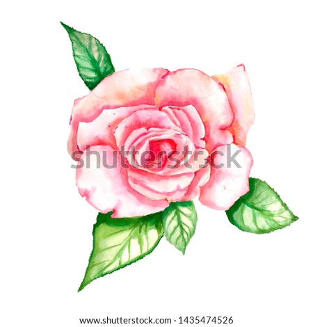 Watercolor illustrations. Bud of a pink rose with green petals. Blooming flower