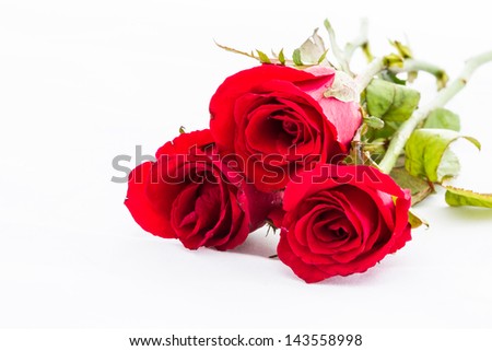 closeup and isolated beautiful red rose Thailand