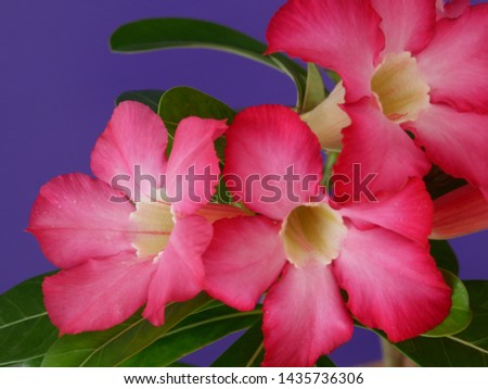 Adenium  : Azalea flowers are a colorful species of flowers. It is easy to grow. Resistant to extreme drought The Desert Rose. (Purple backdrop)