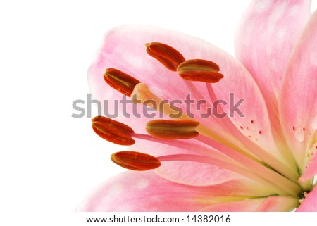 Macro pink lily on white background