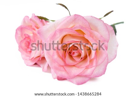 beautiful pink roses bouquet isolated on white background	