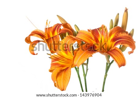 bouquet of tiger lilies isolated on white background
