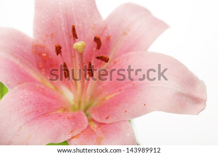 Beautiful Lily flower over white