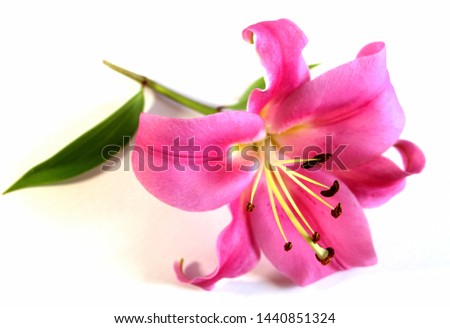 Pink lily on a white background. Large beautiful flower. Gentle feminine background. Present. Flower. Petals