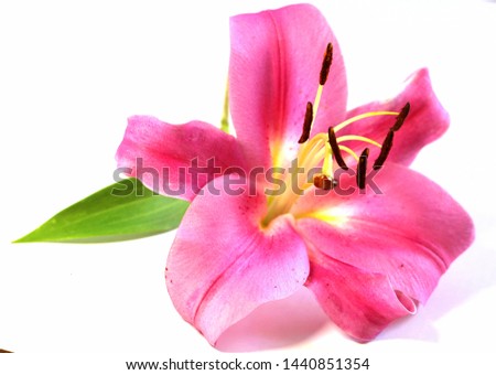 Pink lily on a white background. Big beautiful flower. Large petals at a summer flower. Sweet and sugary aroma. A symbol of purity, innocence, nobility.