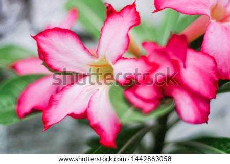 frangipani (adenium) flowers with pink lips