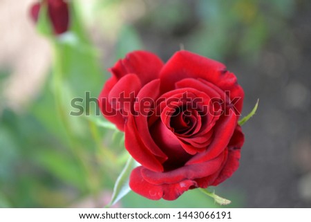 Beautiful red rose close-up on a clear day