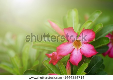 Pink Adenium flower with blur green background