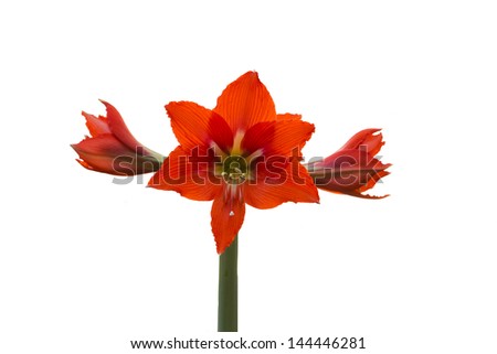 flower with red petals close-up isolated on white background