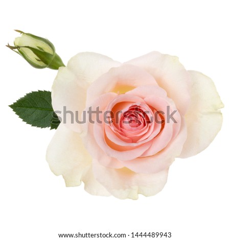 Pink rose isolated on white background closeup. Rose flower head in air, without shadow. Top view, flat lay.